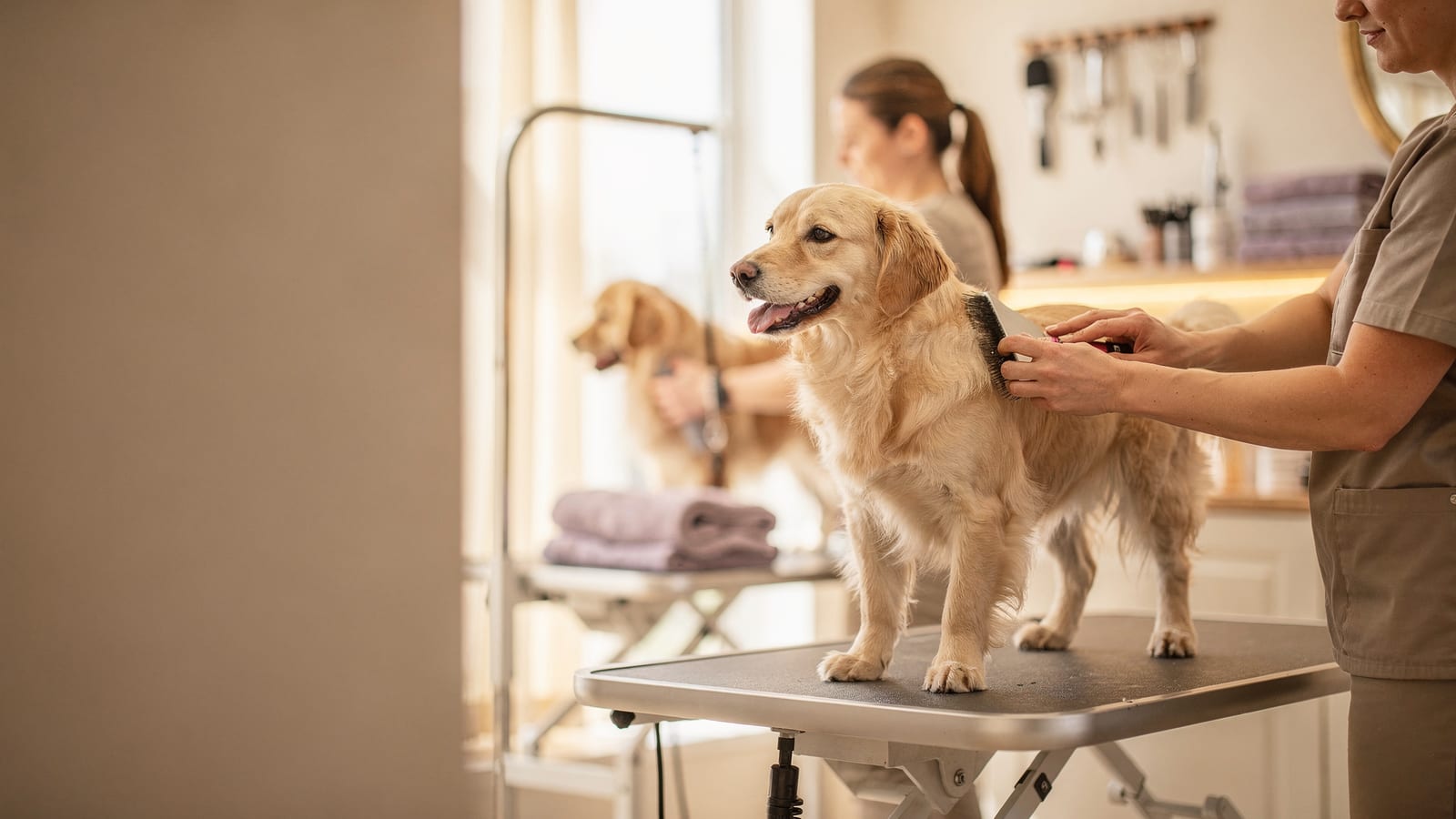 A calm golden retriever being gently brushed on a grooming table in a bright, airy spa